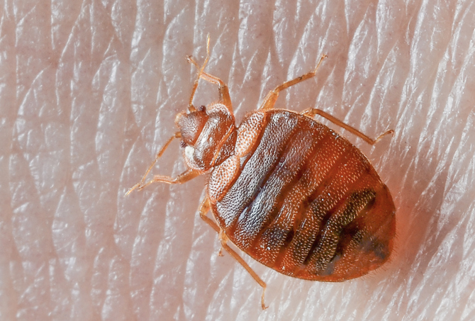adult-bed-bug | California Bed Bug Exterminators adult bed bug