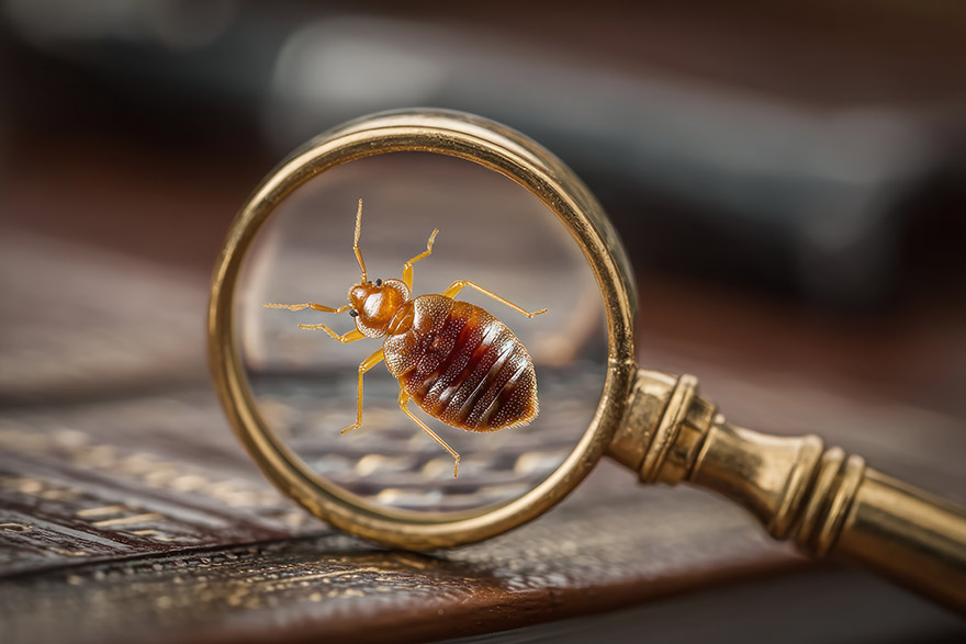 zoomed in on bed bugs in roseville home