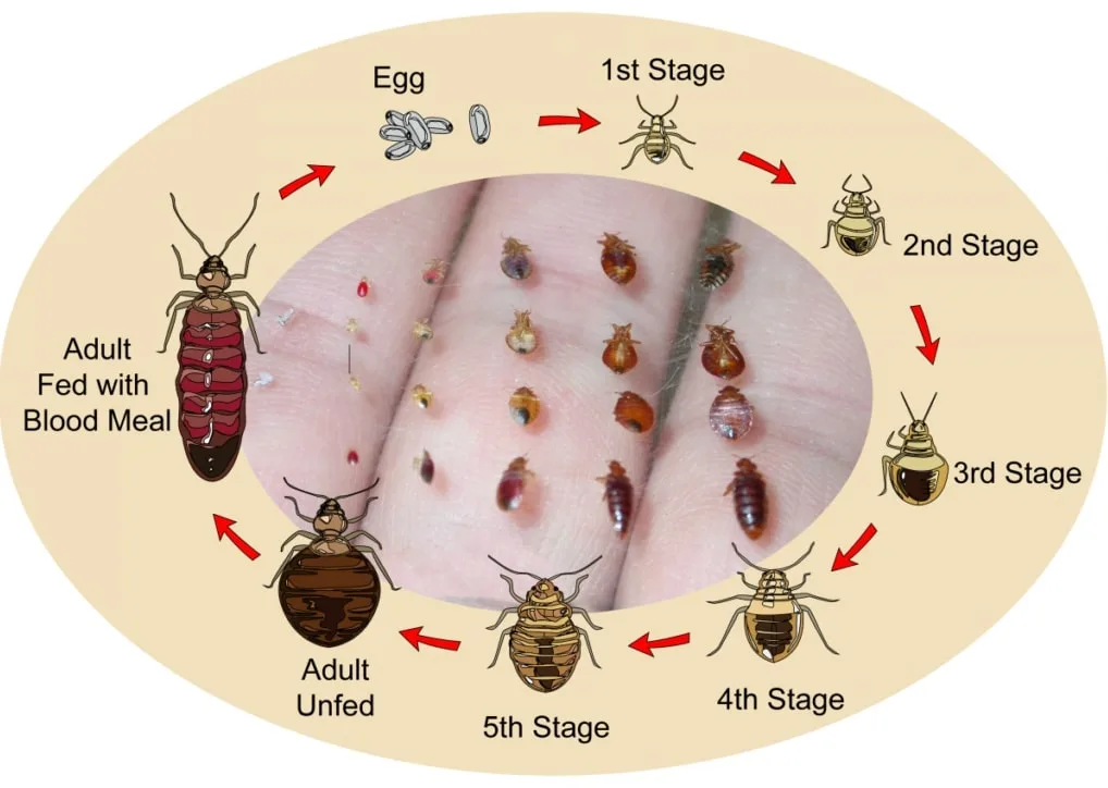 image | California Bed Bug Exterminators